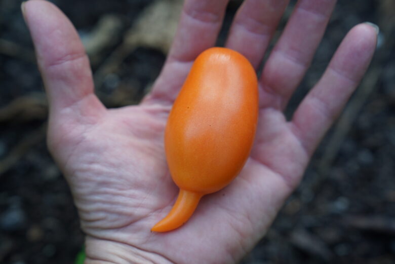 Buratino Tomato