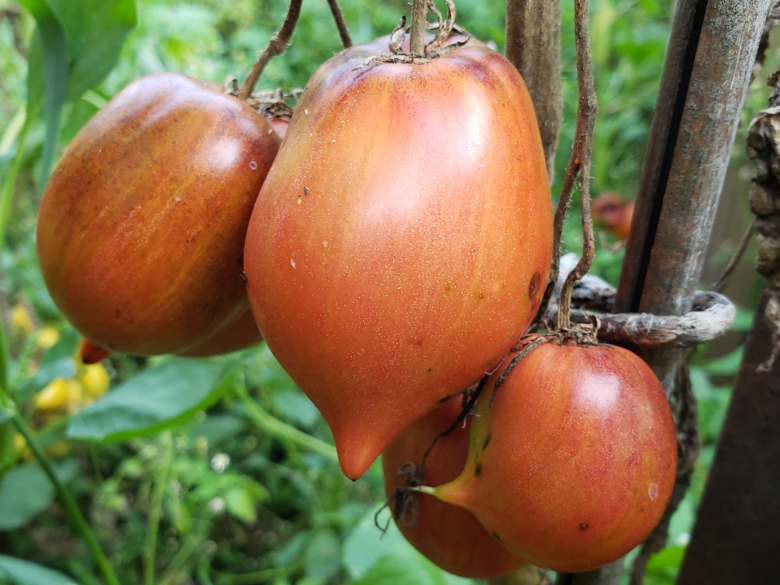 Crushed Heart Tomato