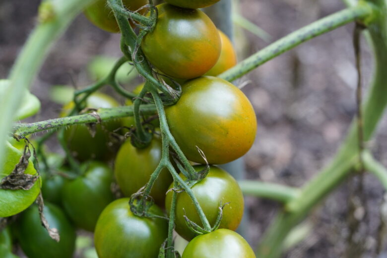 Evil Olive Tomato - Image 2