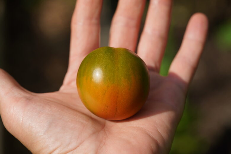 Evil Olive Tomato - Image 3