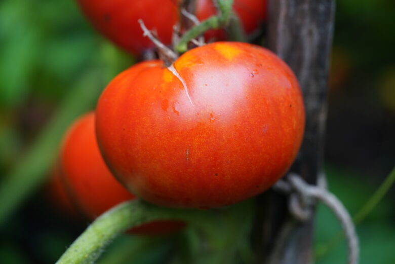 Giant Crimson Tomato