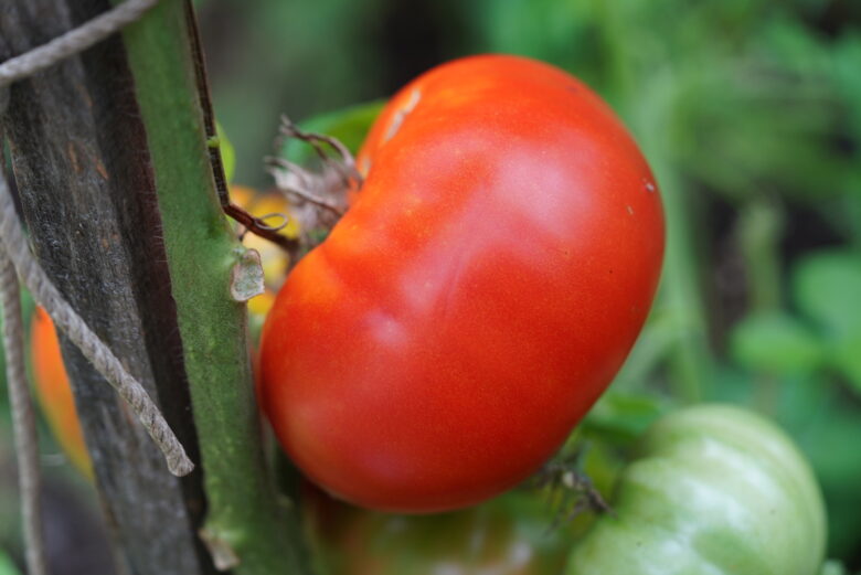 Giant Crimson Tomato - Image 2