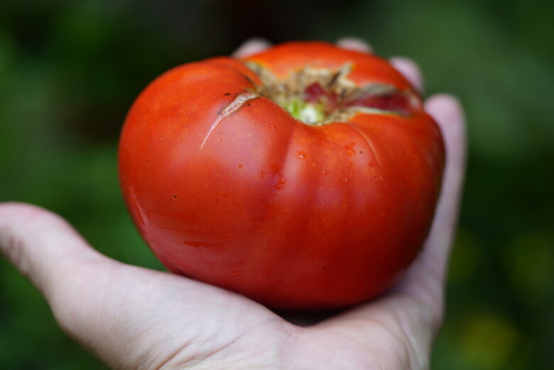 Giant Crimson Tomato - Image 3