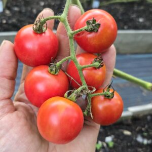 Isis Candy Tomato