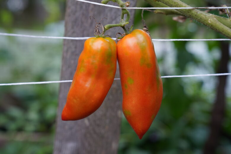 Jersey Devil Tomato