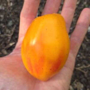 Marina's Praise Tomato