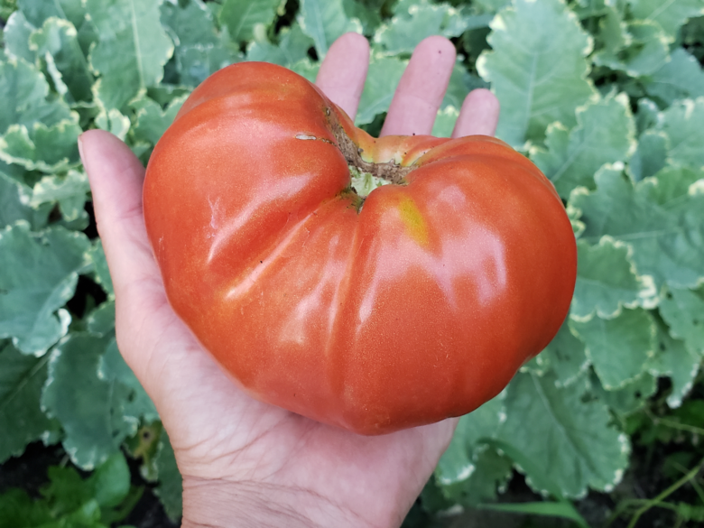 Marmande Tomato - Image 2