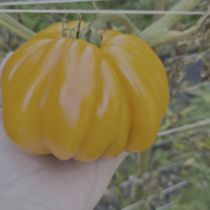 Orange Accordion Tomato