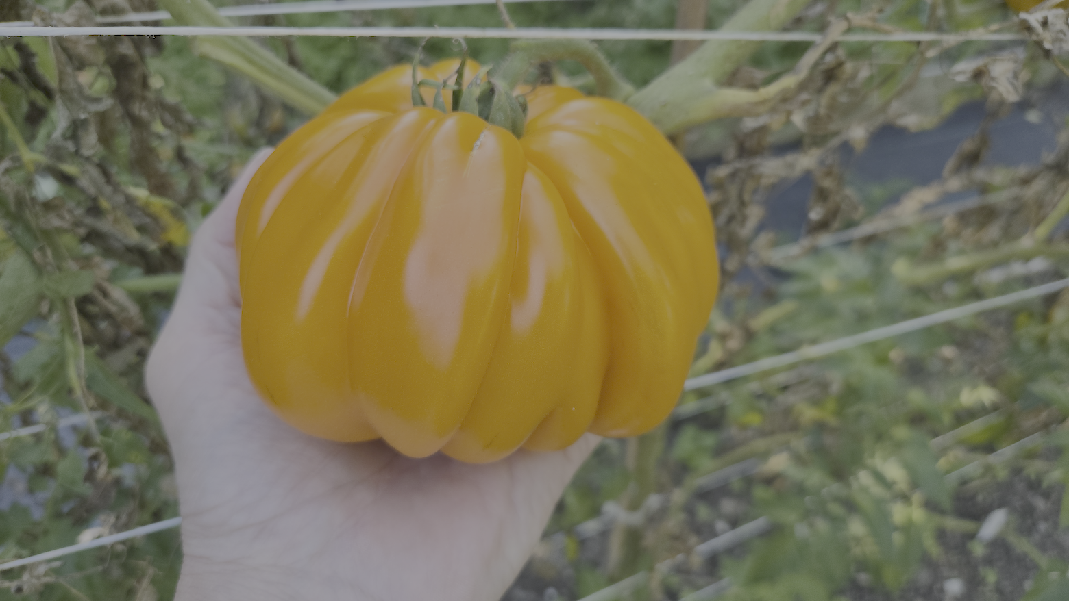 Orange Accordion Tomato