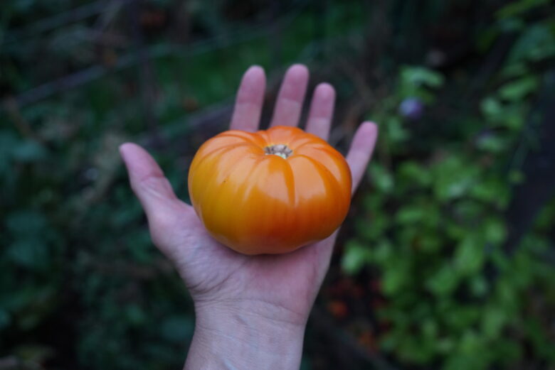 Pineapple Tomato - Image 5