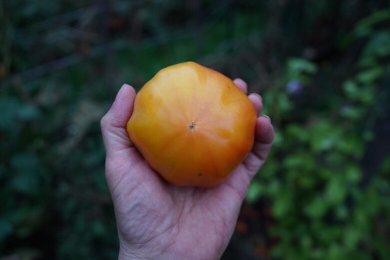 Pineapple Tomato - Image 6