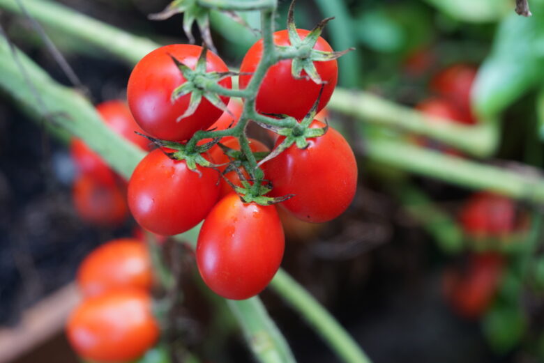 Pomodoro Crovarese Tomato