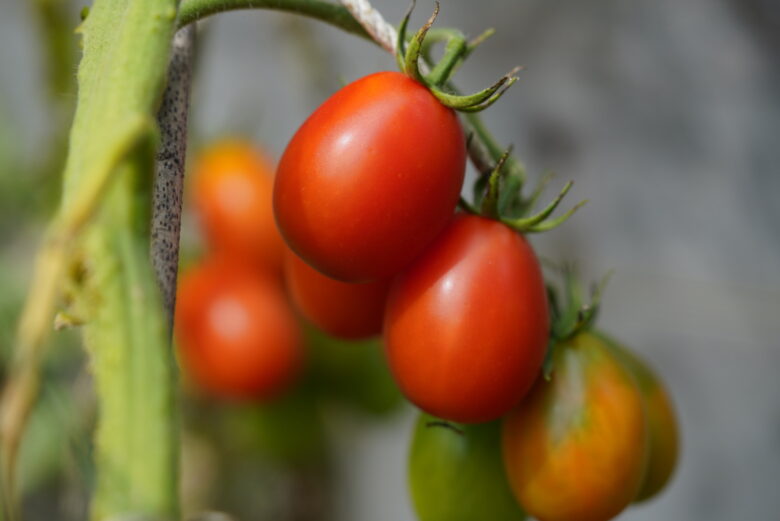 Pomodoro Crovarese Tomato - Image 2