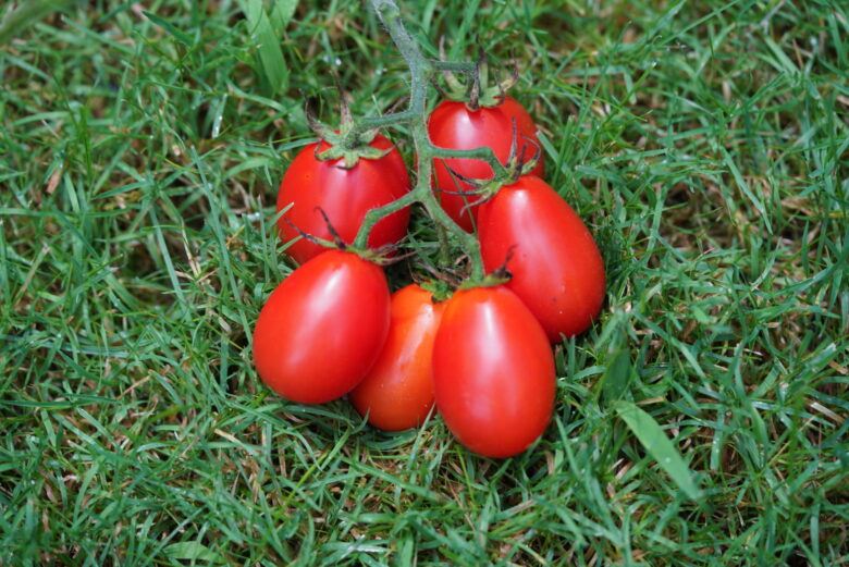 Pomodoro Crovarese Tomato - Image 3