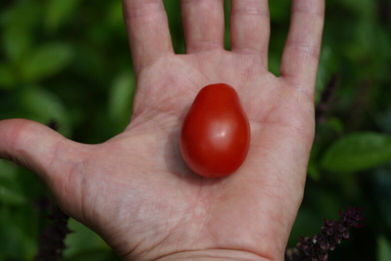 Pomodoro Crovarese Tomato - Image 4