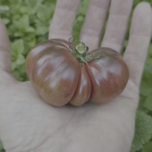 Purple Calabash Tomato