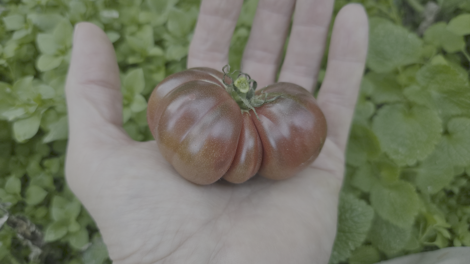 Purple Calabash Tomato