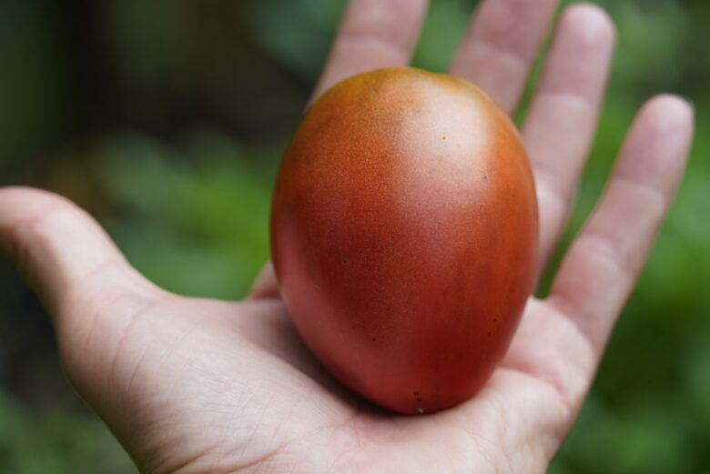 Purple Russian Tomato