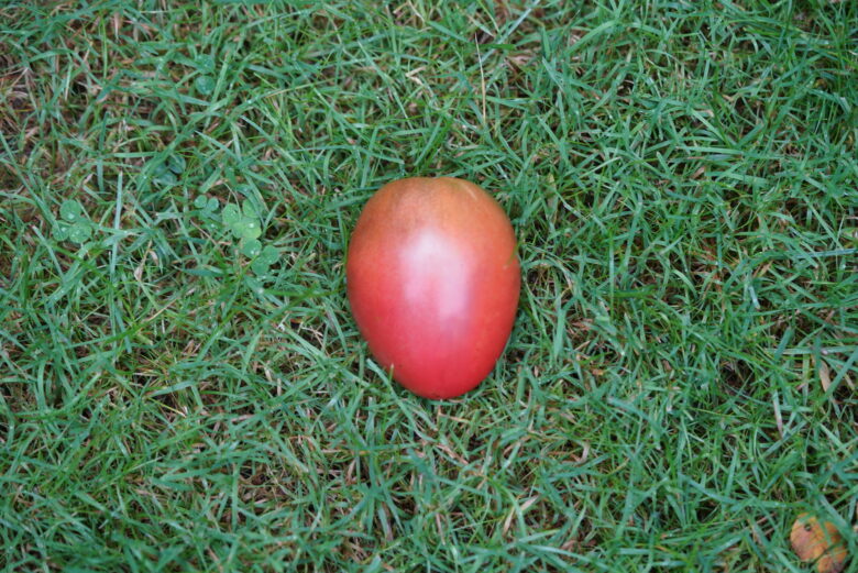 Purple Russian Tomato - Image 3