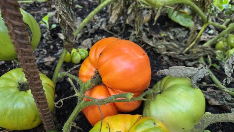 Rebekah Allen Orange Tomato