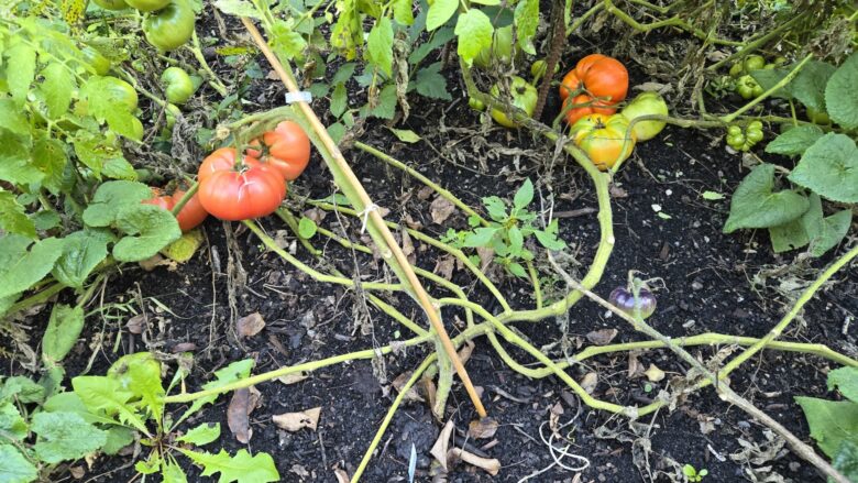 Rebekah Allen Orange Tomato - Image 2