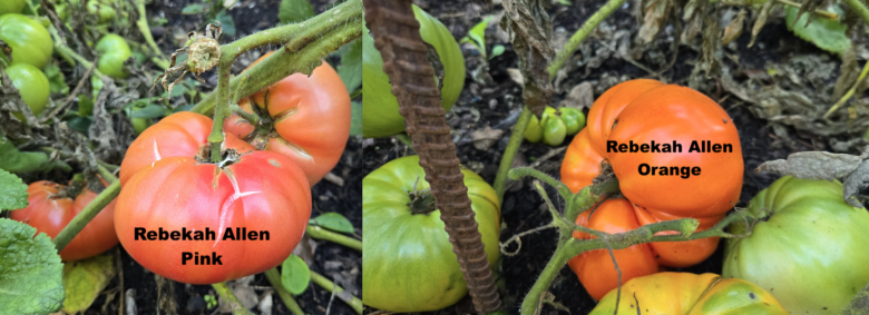 Rebekah Allen Orange Tomato - Image 3