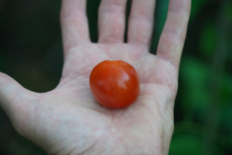 Riesentraube Tomato