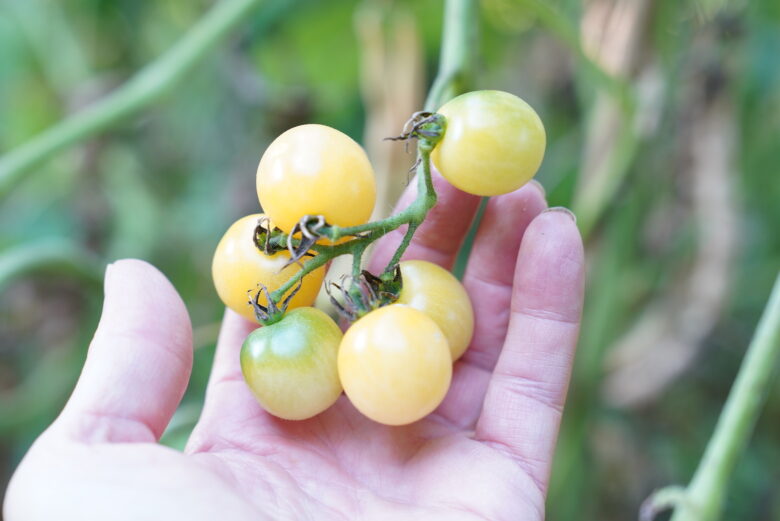 Snow White Tomato