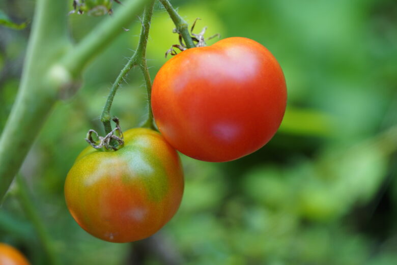 Stupice Tomato