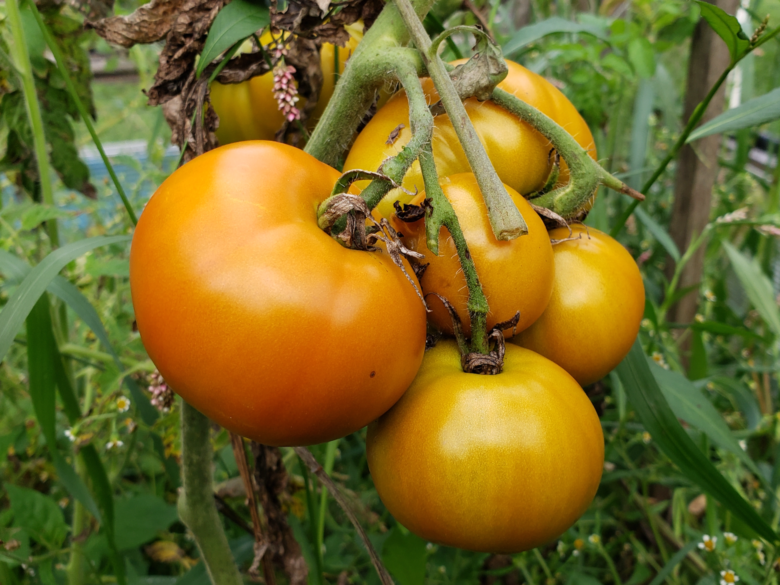 Thorburn's Terra-Cotta Tomato