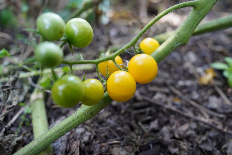 Tim’s Taste of Paradise Tomato - Image 2