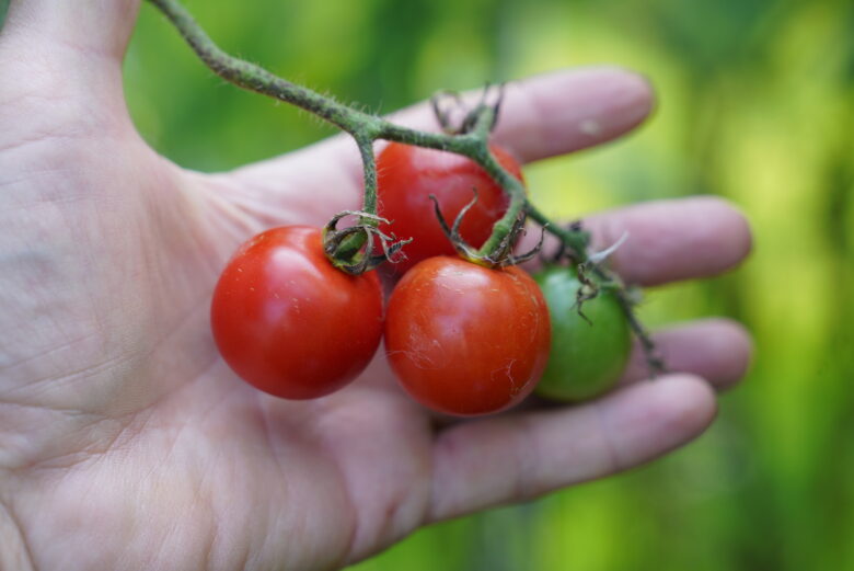 Tommy Toe Tomato - Image 2