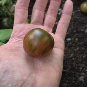 Violet Jasper Tomato