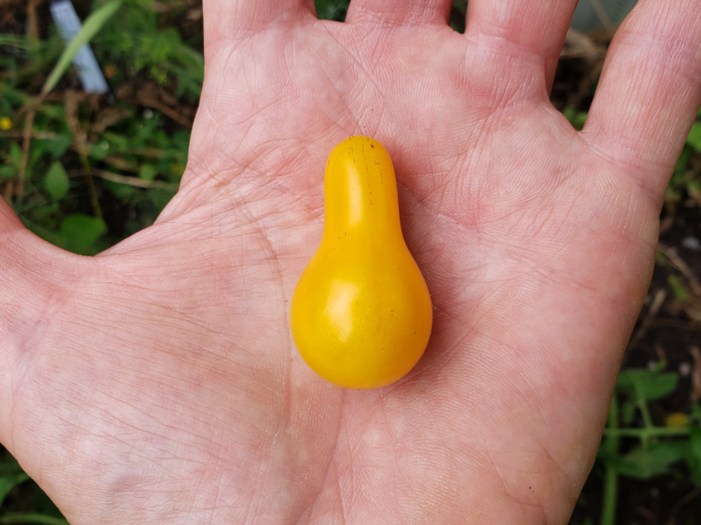 Yellow Pear Tomato - Image 3